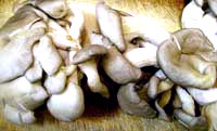 Филе морского окуня с грибами
