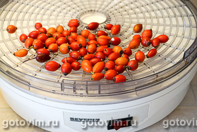 Заготовка ягод шиповника в электросушилке